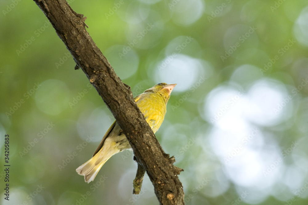 Obraz premium Greenfinch (Carduelis cholis)