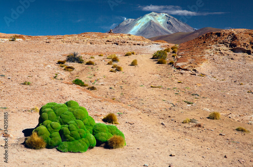 andes altiplano landscape with green moss photo
