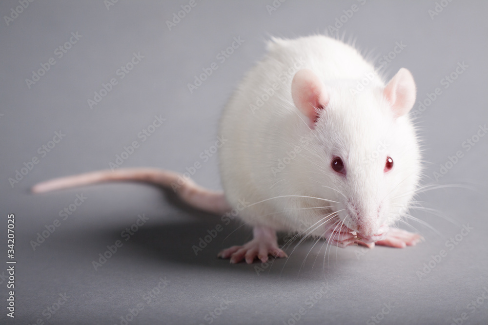 white rat white rat