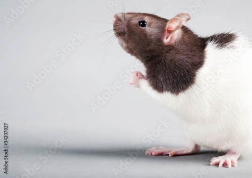 laboratory rat