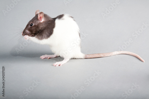 laboratory rat