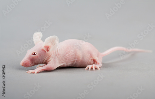 hairless mouse