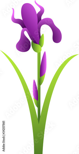 Iris Flower