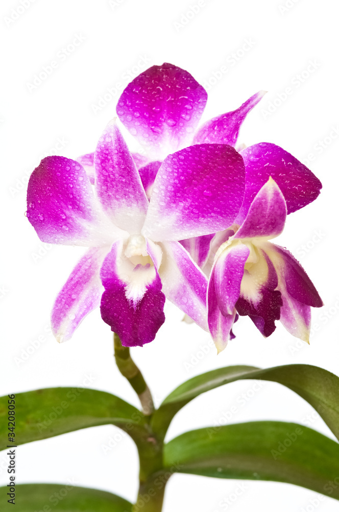 violet orchids on white background violet orchids on white background