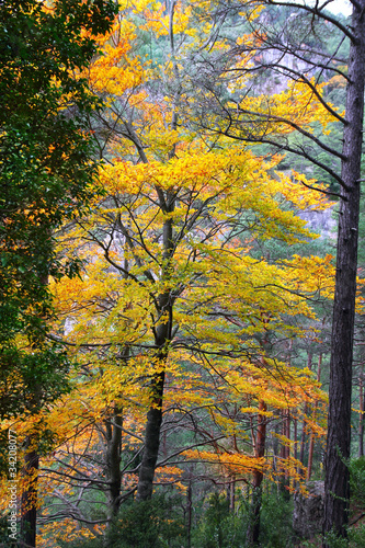 autumn fall colorful golden yellow leaves beech forest