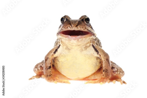 Common frog, Rana temporaria, with open mouth photo