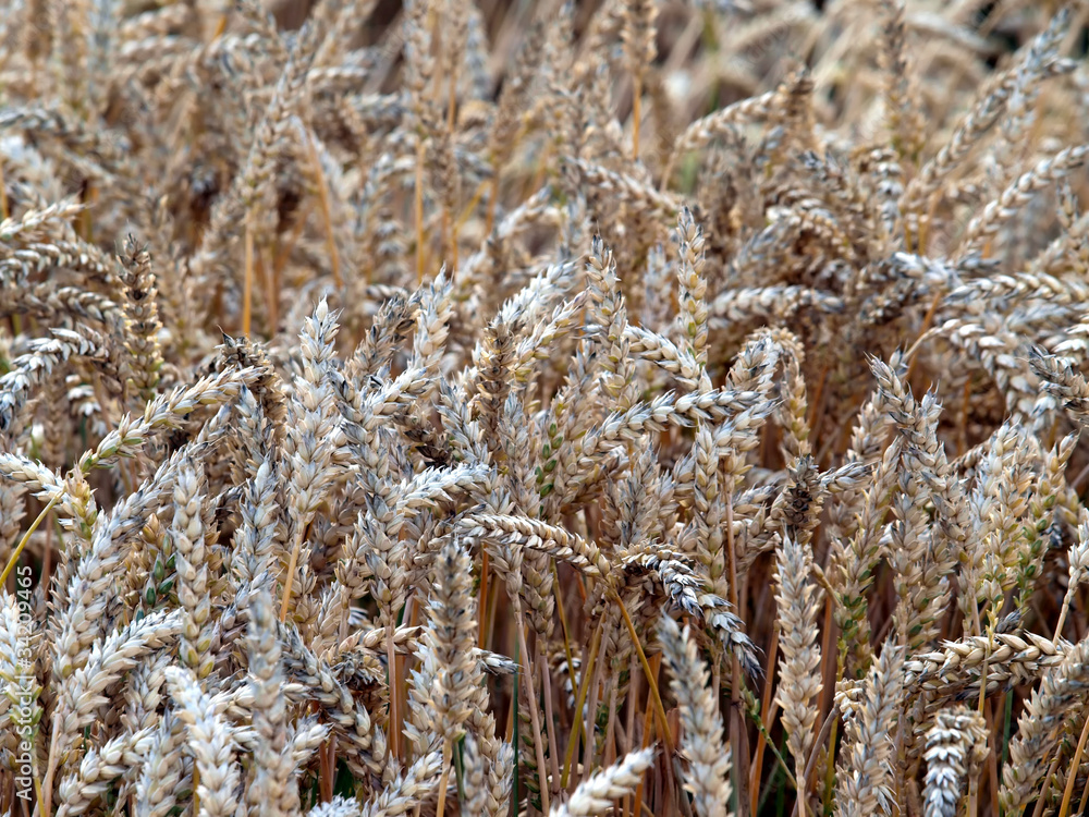 Fototapeta premium Felder