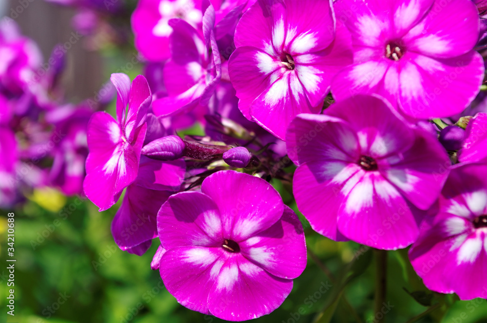 Growing phlox.