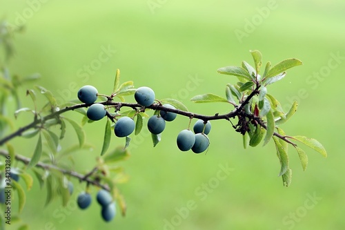 Obraz na płótnie Prunus spinosa