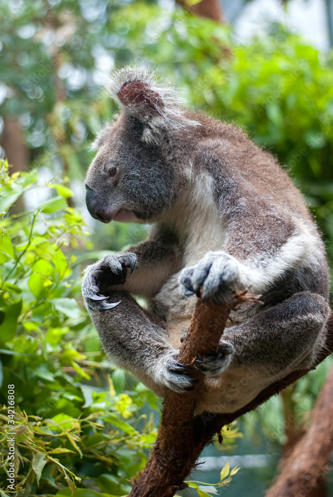 Obraz premium Australian Koala