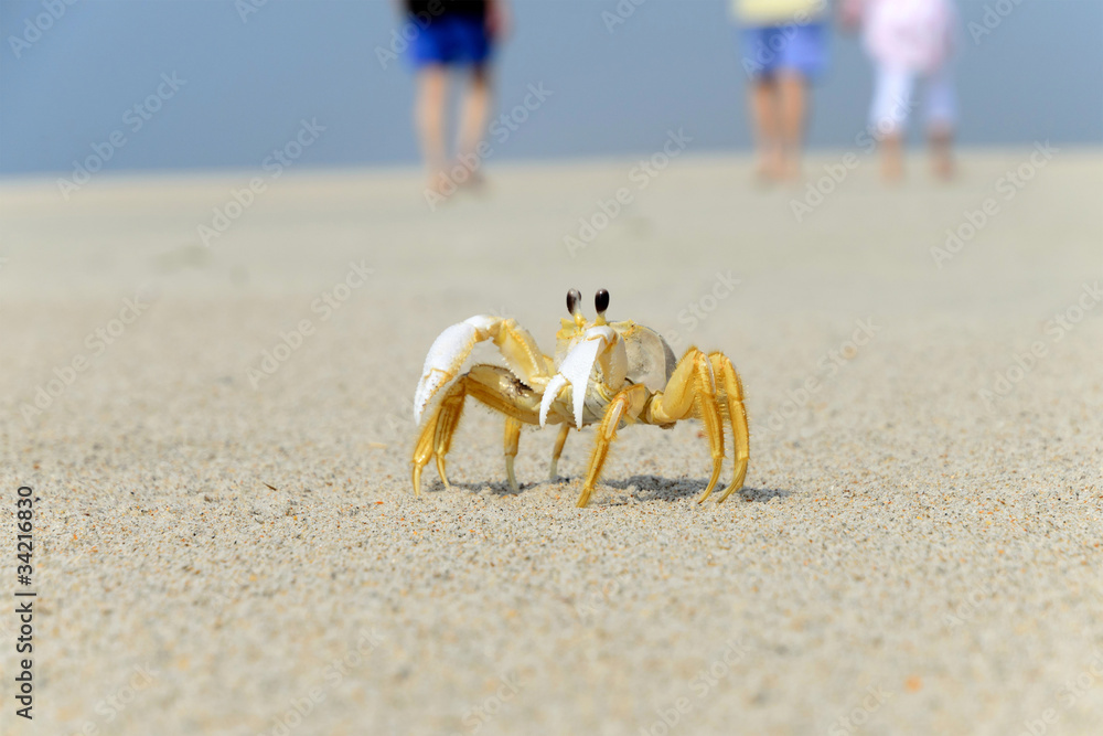 Ghost crab on the beach with family walking on background Ghost crab on the beach with family walking on background