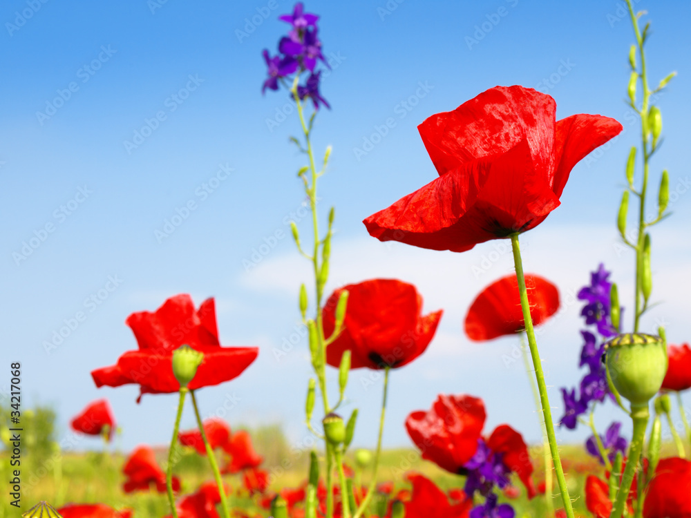 Obraz premium poppy field