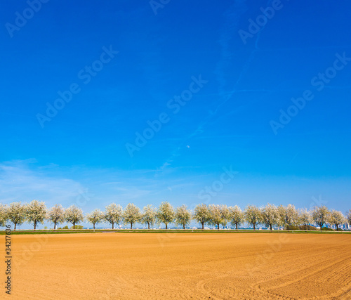 beautiful blooming trees in alley with field