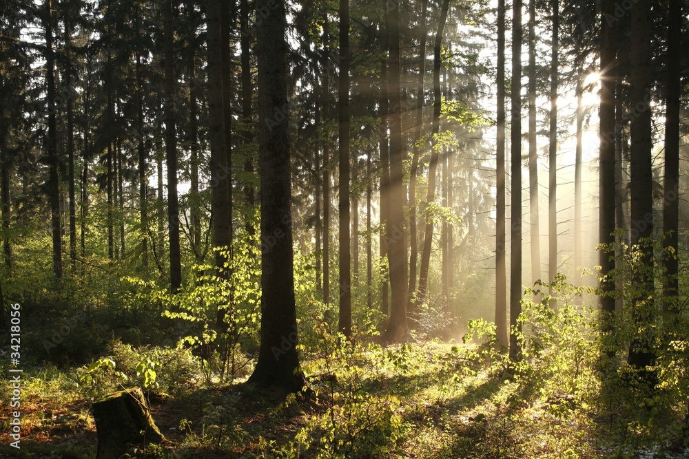 Naklejka premium Misty coniferous forest backlit by the morning sun