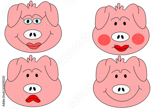 Pig head