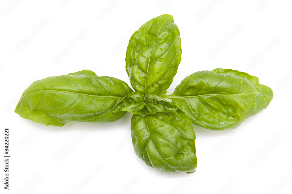 Fototapeta premium Basil
