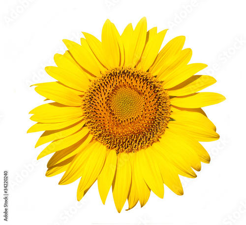 Bright colorful yellow sunflower isolated over white