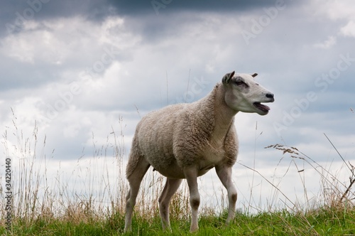 Canvas Print A bleating sheep against a heavy cloudy sky