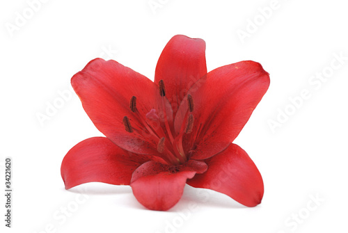 one red lily