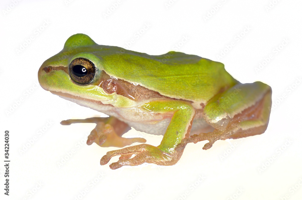 Frog amphibian Frog amphibian