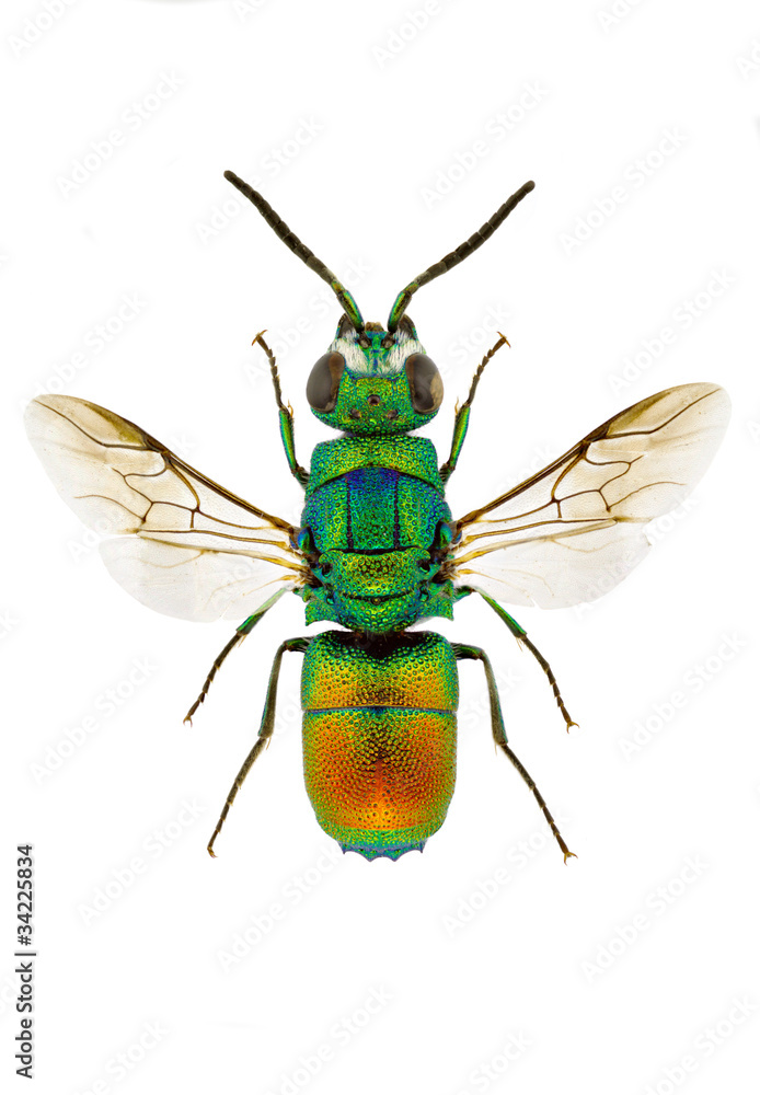 Fototapeta premium Chrysis taczanovskii