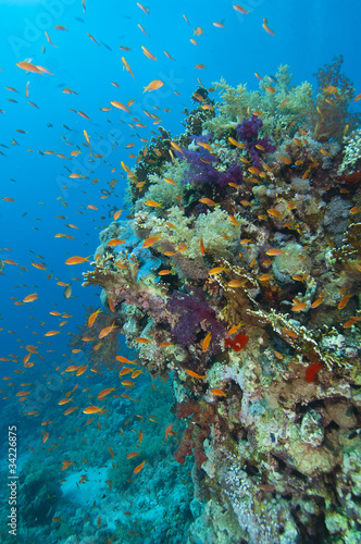 Fototapeta Naklejka Na Ścianę i Meble -  Tropical coral reef