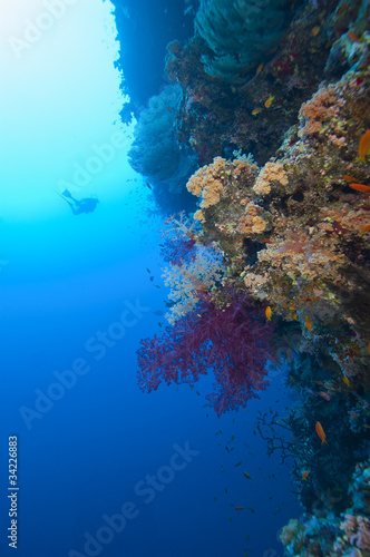 Scuba diver exploring a tropical coral reef