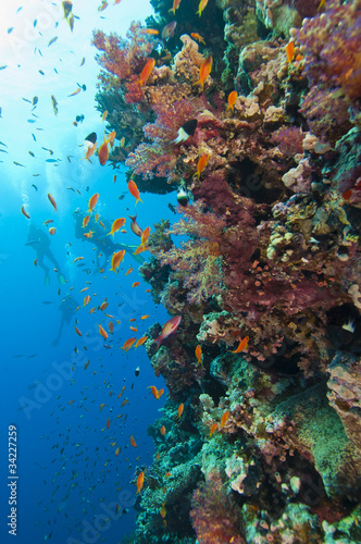 Fototapeta Naklejka Na Ścianę i Meble -  Stunning coral reef wall with divers