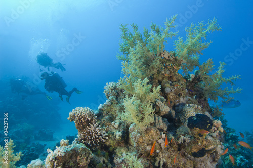 Scuba diver exploring a tropical coral reef