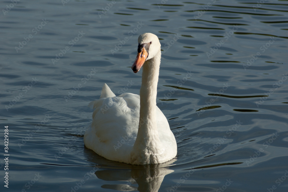 White swan