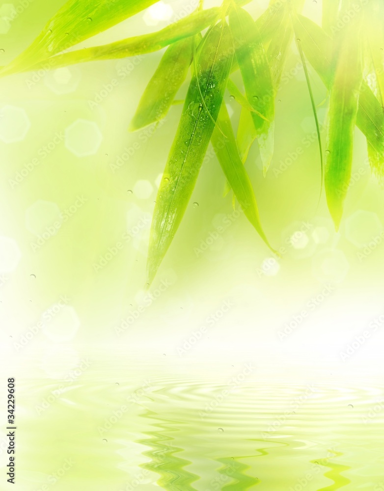 Obraz premium Wet bamboo leaves with reflection in water.