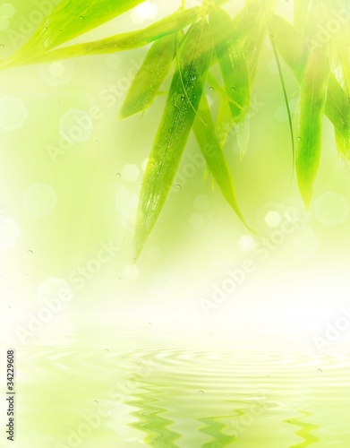 Wet bamboo leaves with reflection in water.