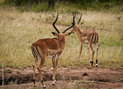 Two Young Impala in the Serengeti