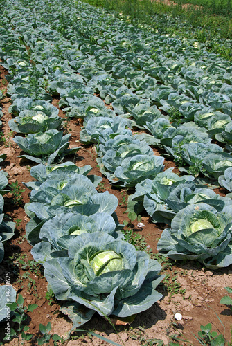 Cabbage field