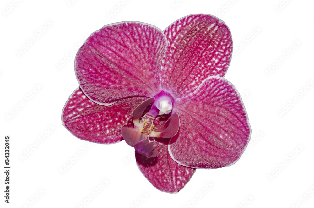 fleur d'orchidée mauve détourée sur fond blanc Stock Photo | Adobe Stock