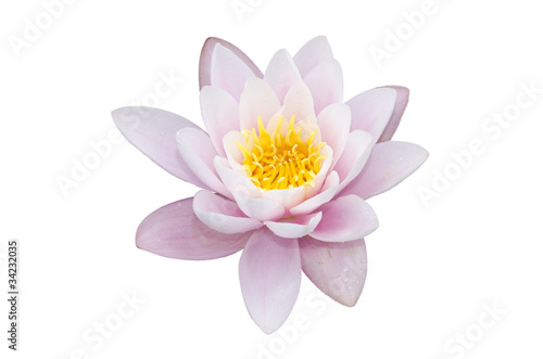 fleur de lotus d  tour  e sur fond blanc