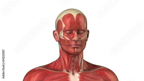 Male muscular system in loop photo