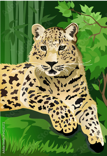 Leopard