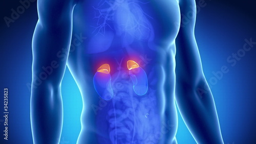 Male adrenal anatomy in blue x-ray view