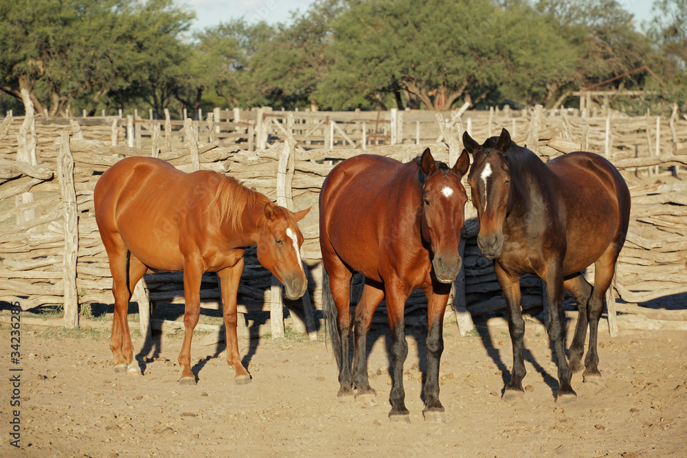 Horses in a paddock