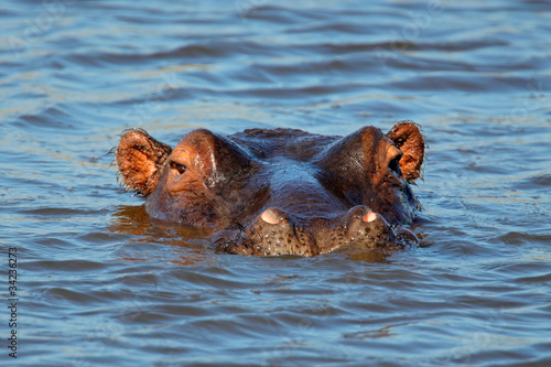 Hippopotamus submerged in water