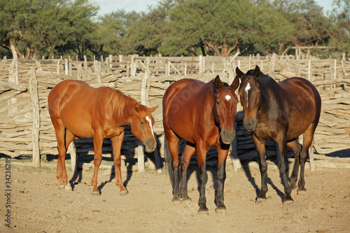 Horses in a paddock © EcoView