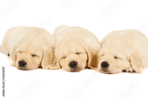 three sleeping puppies