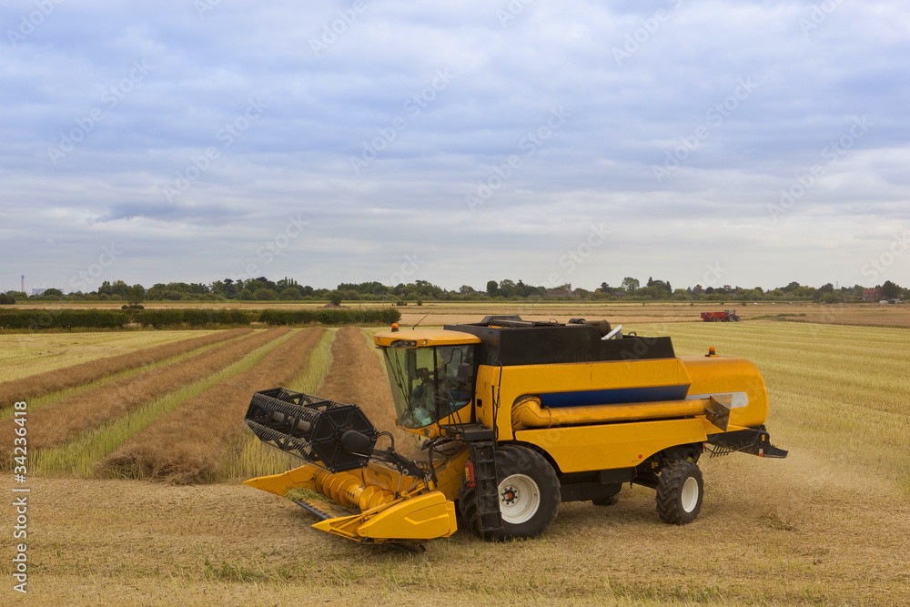 Obraz premium harvesting canola