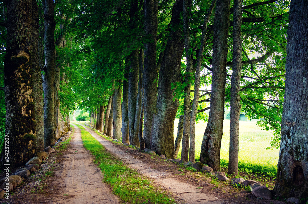 Obraz premium Road through a forest, summer landscape