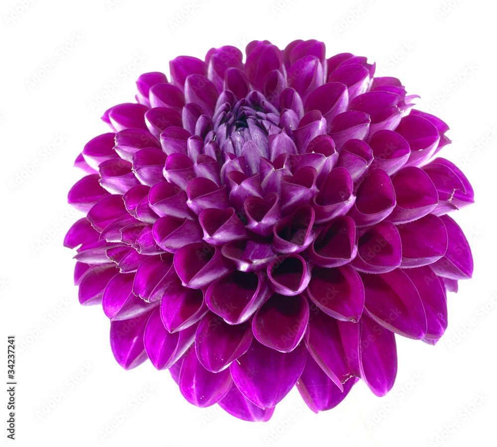 Dahlia