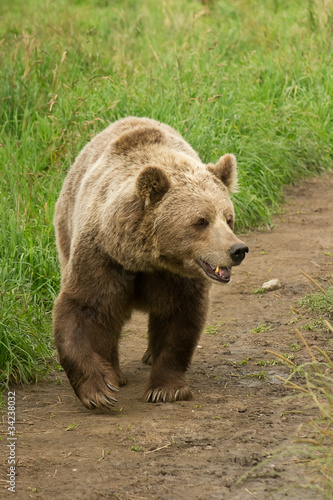 Braunbär, europäischer