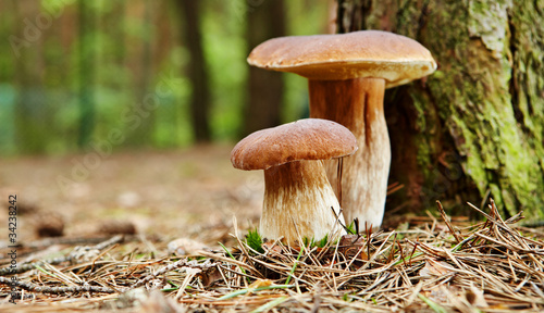 boletus mushroom in the moss