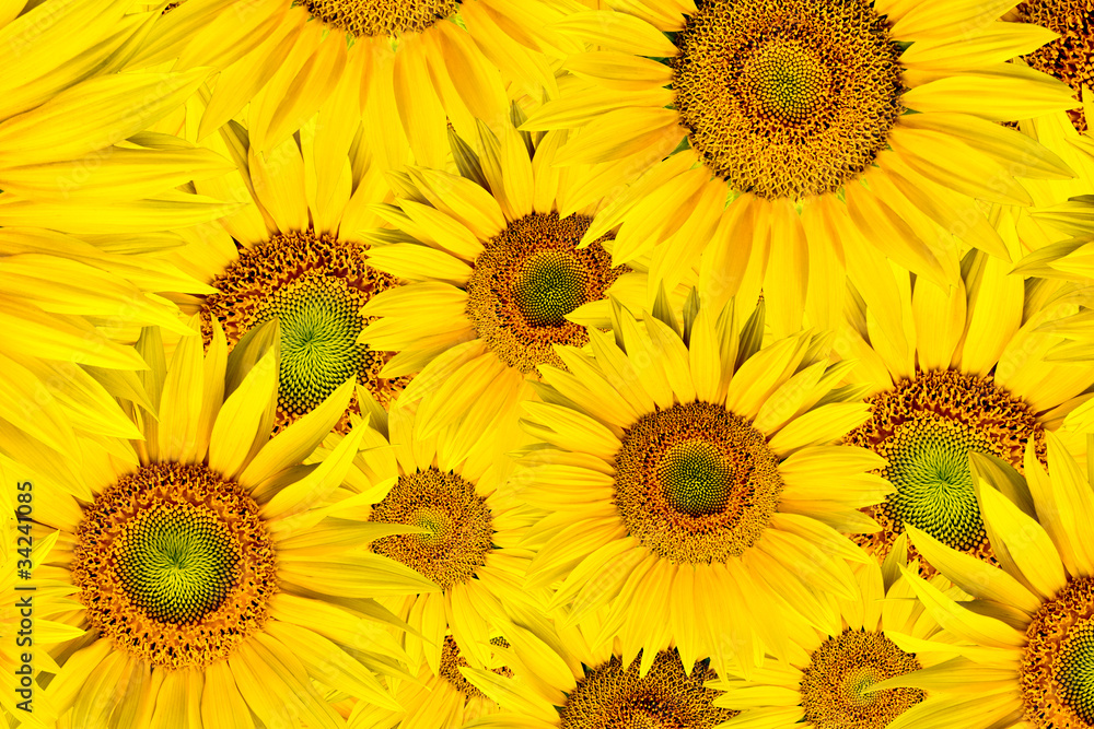 Fototapeta premium sunflower background
