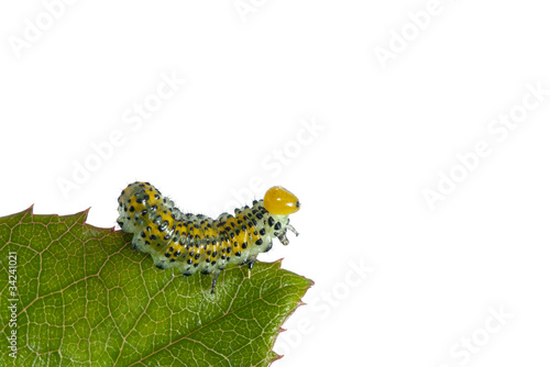 Butterfly larva photo